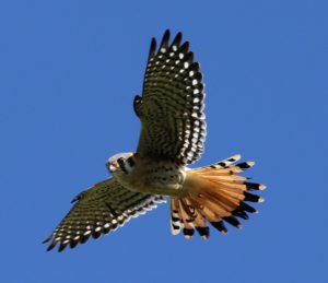 American Kestrel