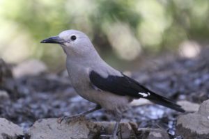 Clark's Nutcracker