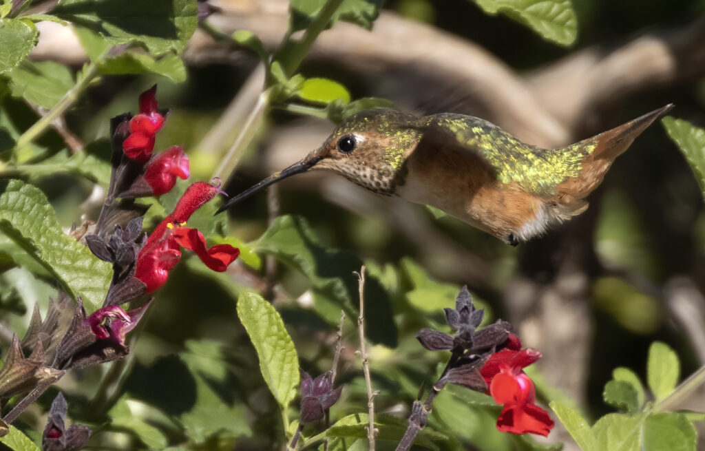 Allen's Hummingbird