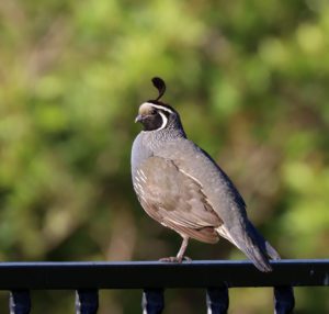 California Quail