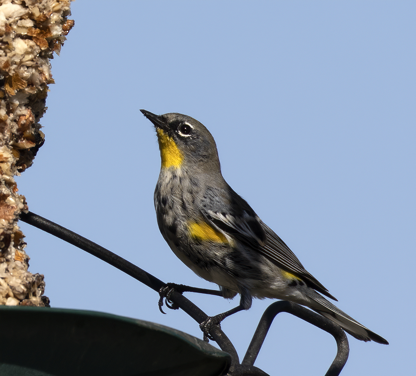 Yellow-rumped Warbler M6ii_13548 A close up of a the front of a Roadrunner bird.