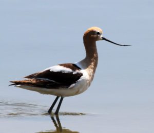 American Avocet