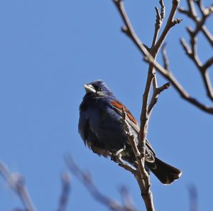 Blue Grosbeak
