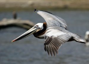 Brown Pelican