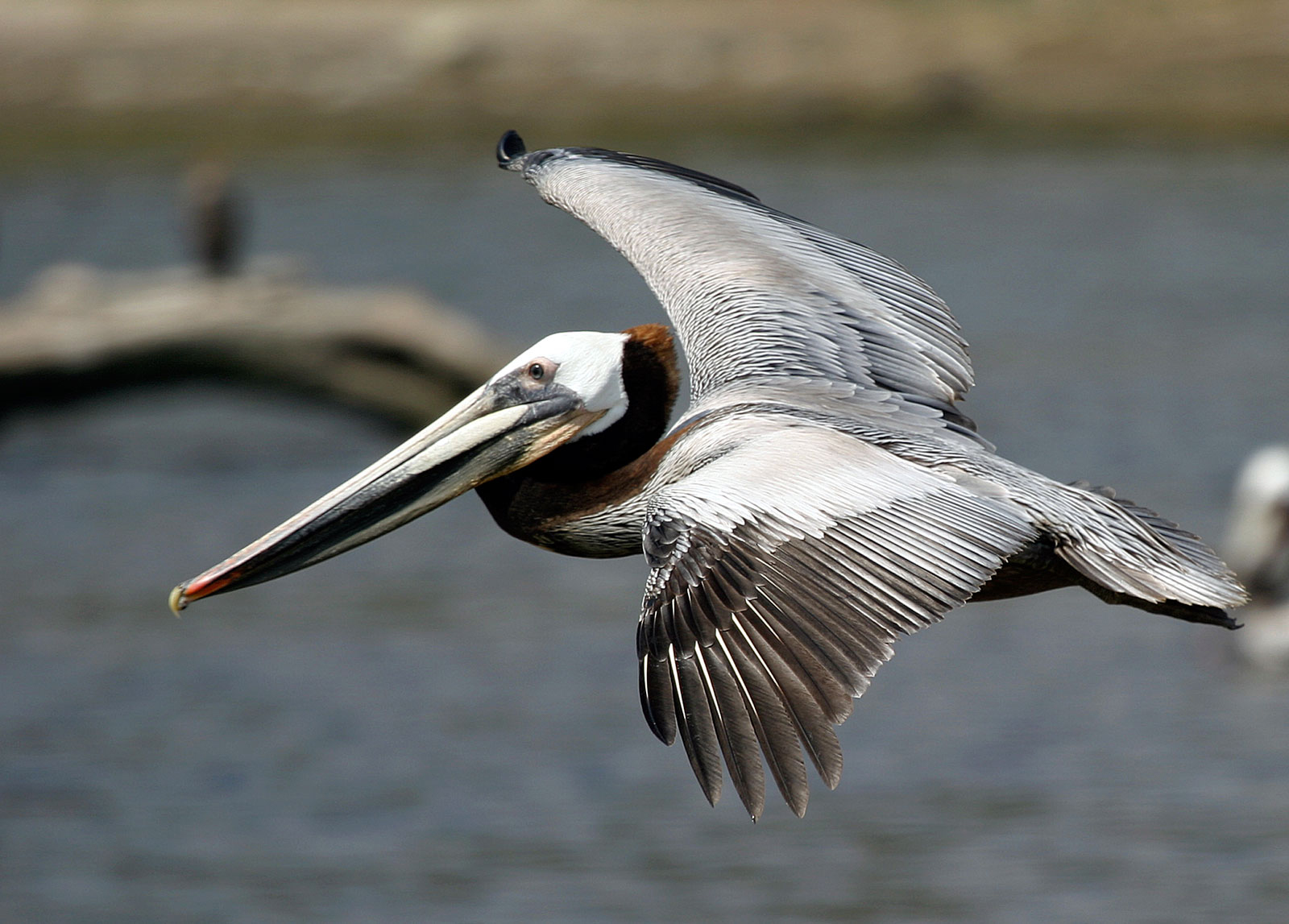 Brown Pelican