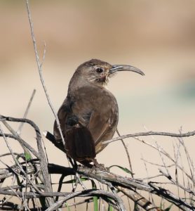 California Thrasher