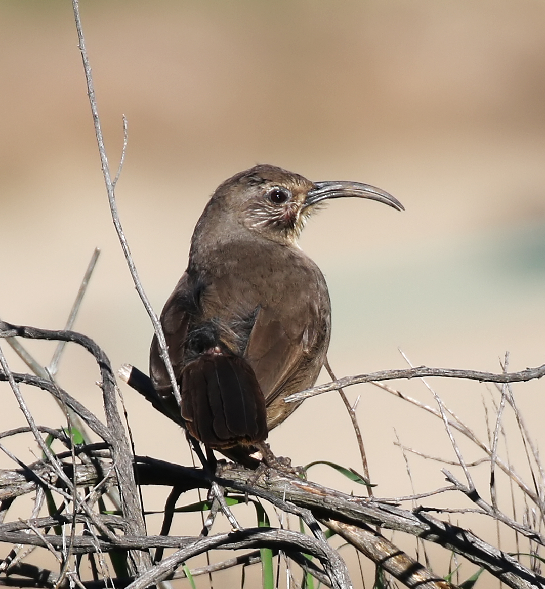 California Thrasher