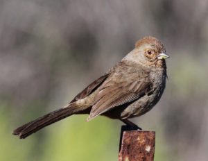 California Towhee