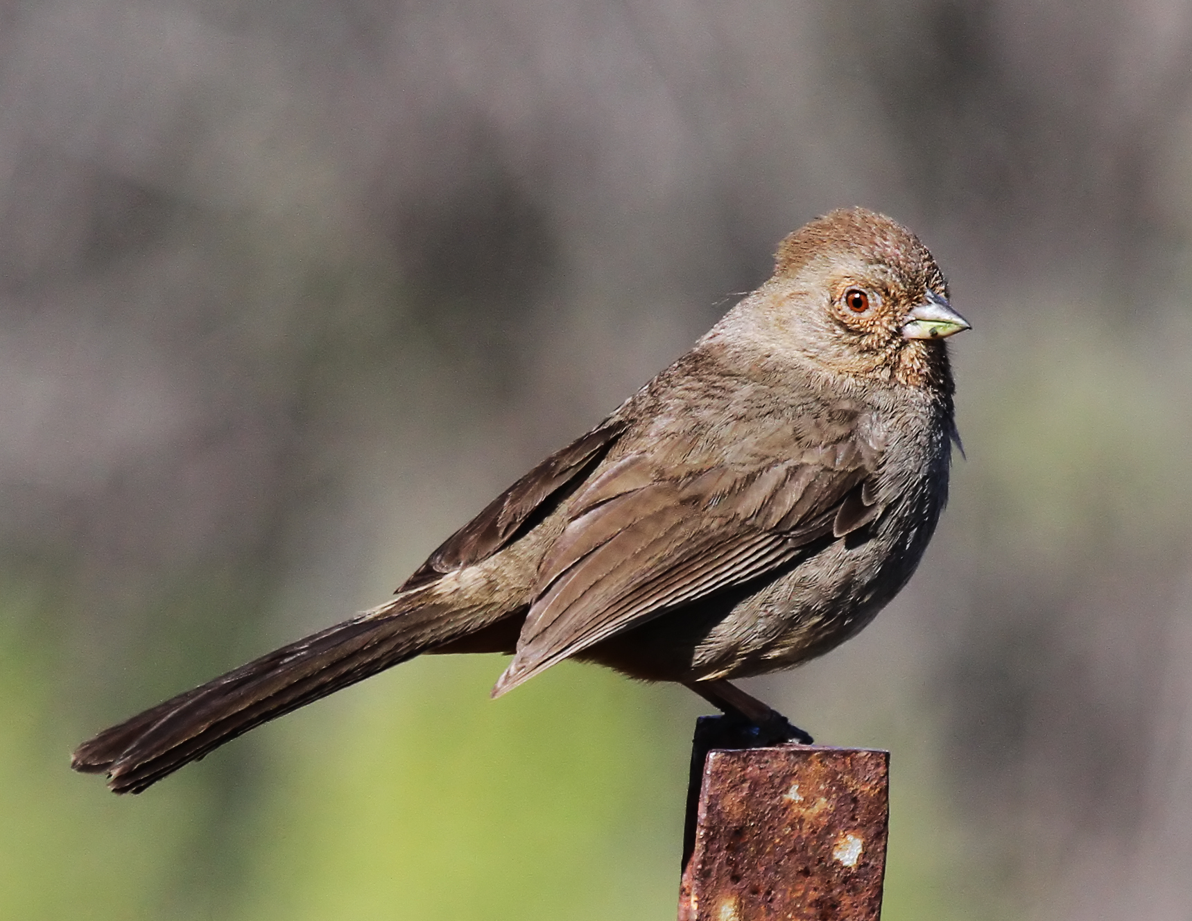 California Towhee California Towhee