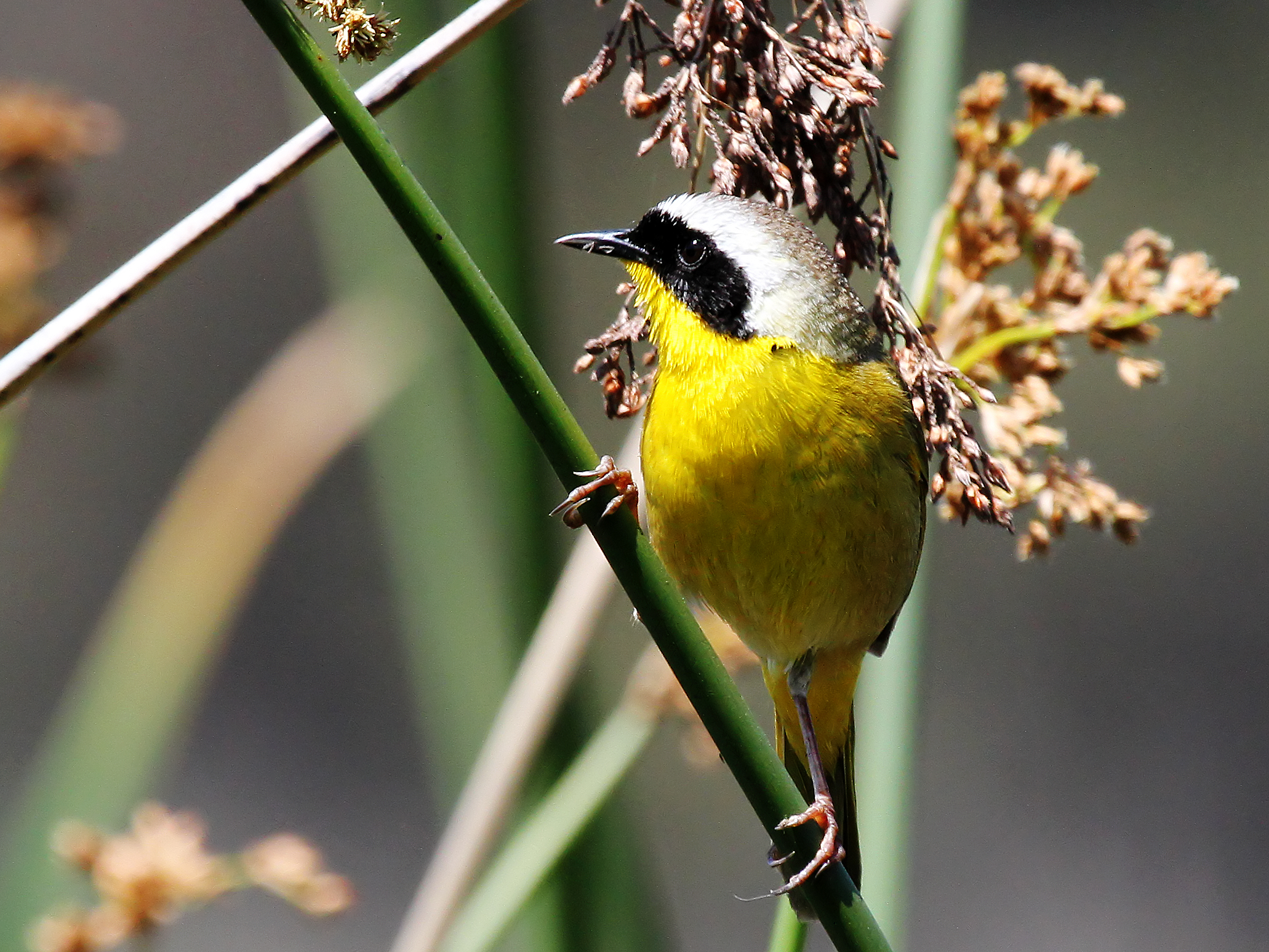 Common Yellowthroat Common Yellowthroat