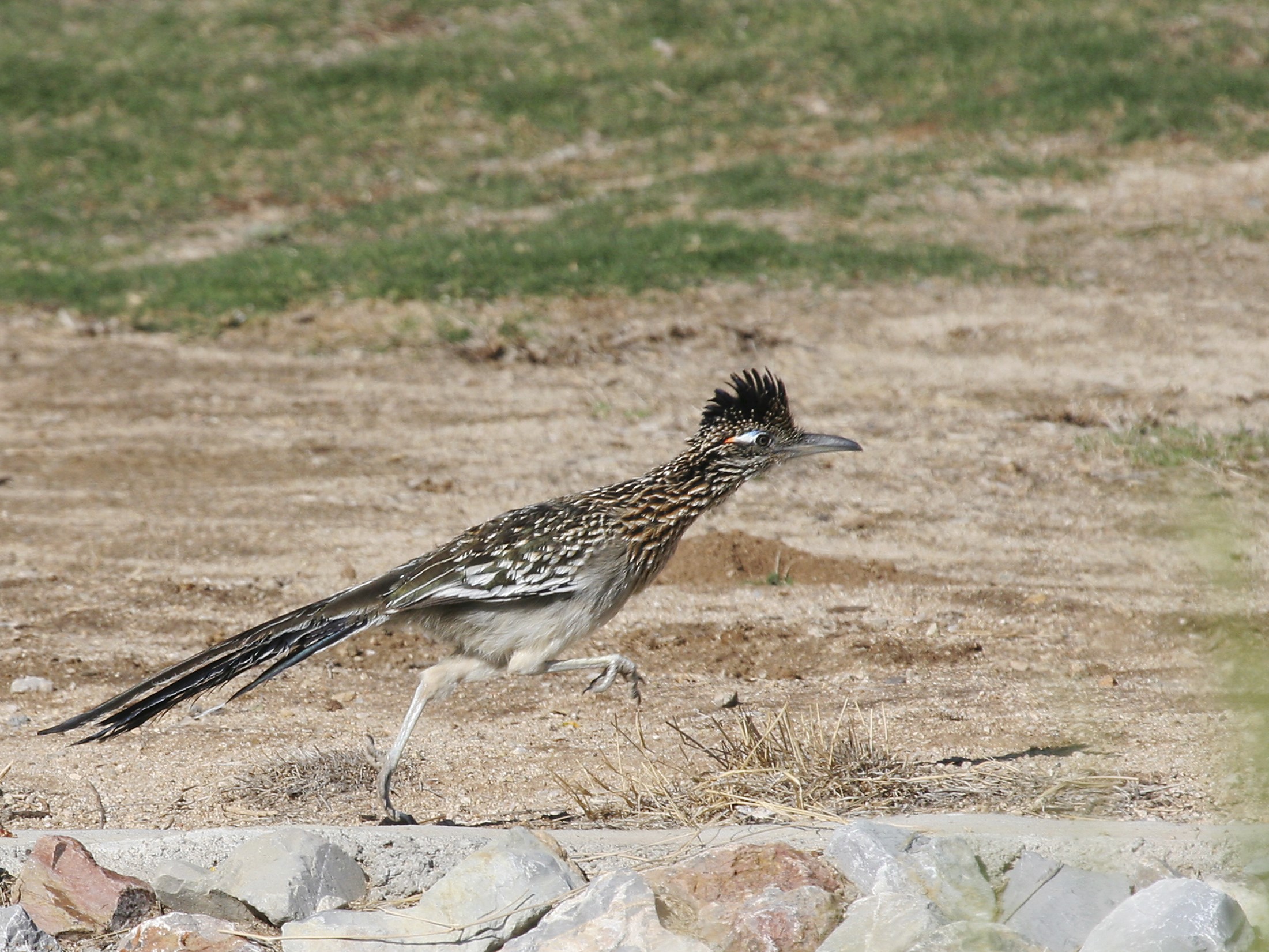 Greater Roadrunner Greater Roadrunner