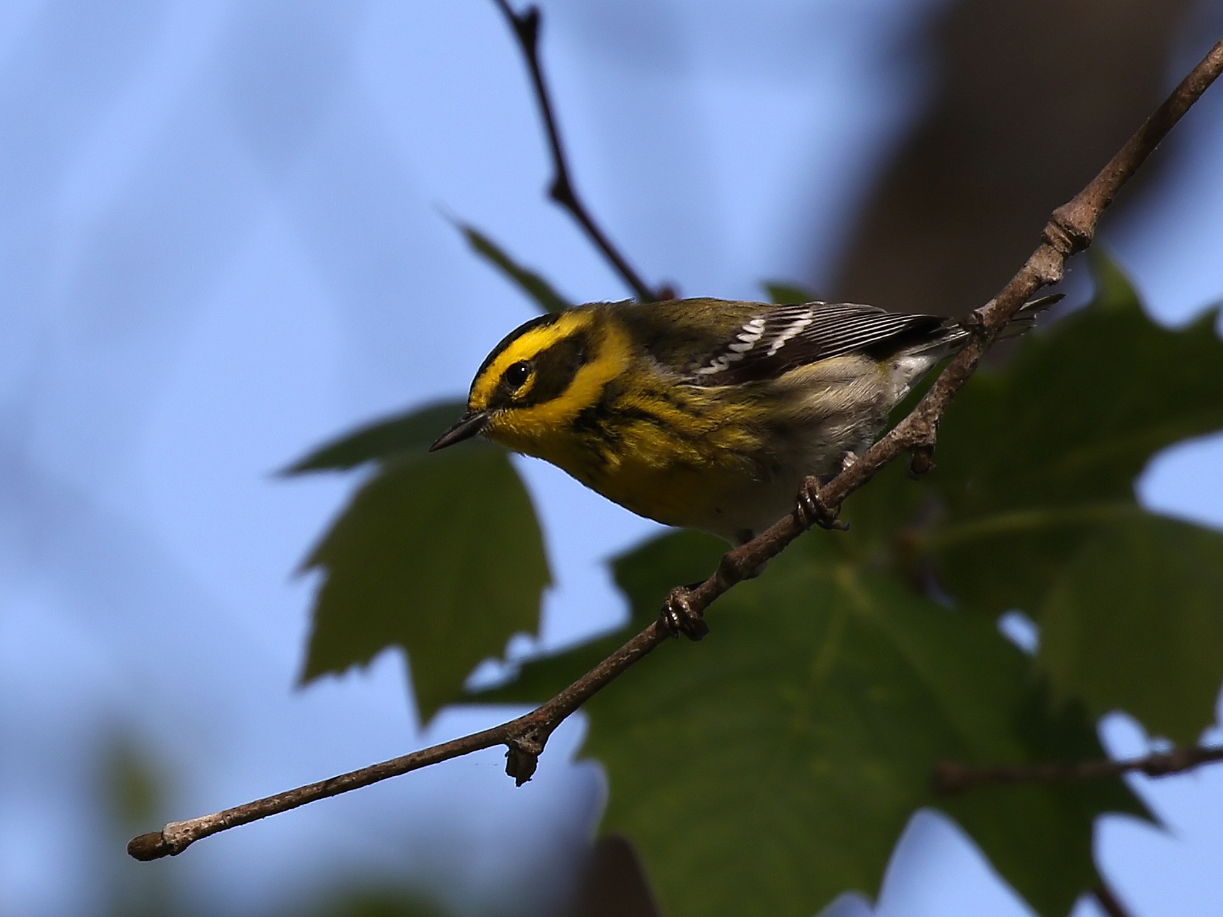 Townsend's Warbler 7D2_23559 A close up of a the front of a Roadrunner bird.