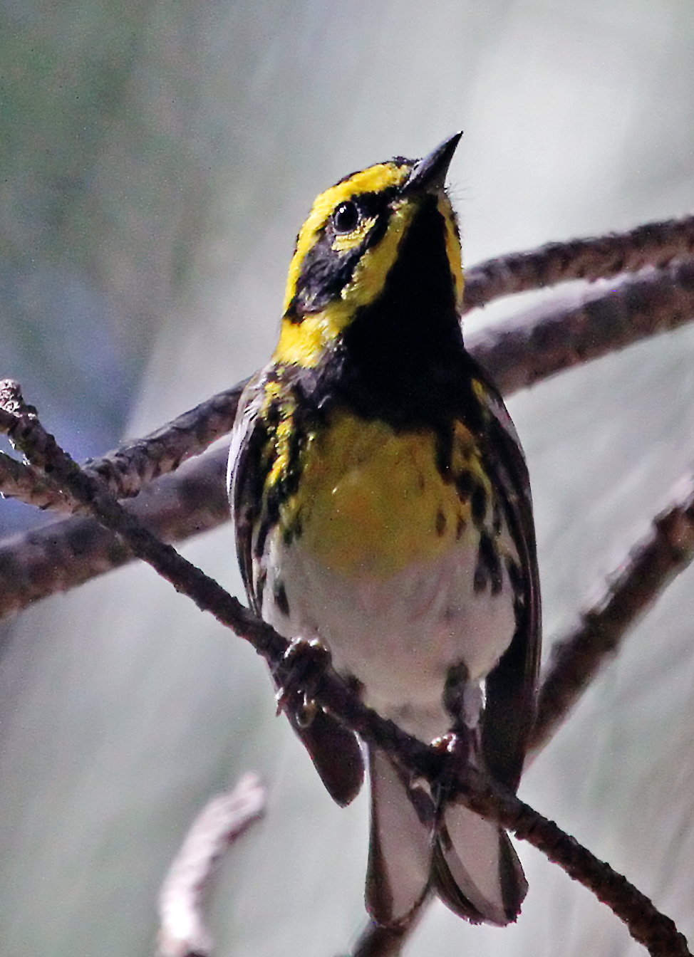 Townsend's Warbler crop C7D_69058 A close up of a the front of a Roadrunner bird.