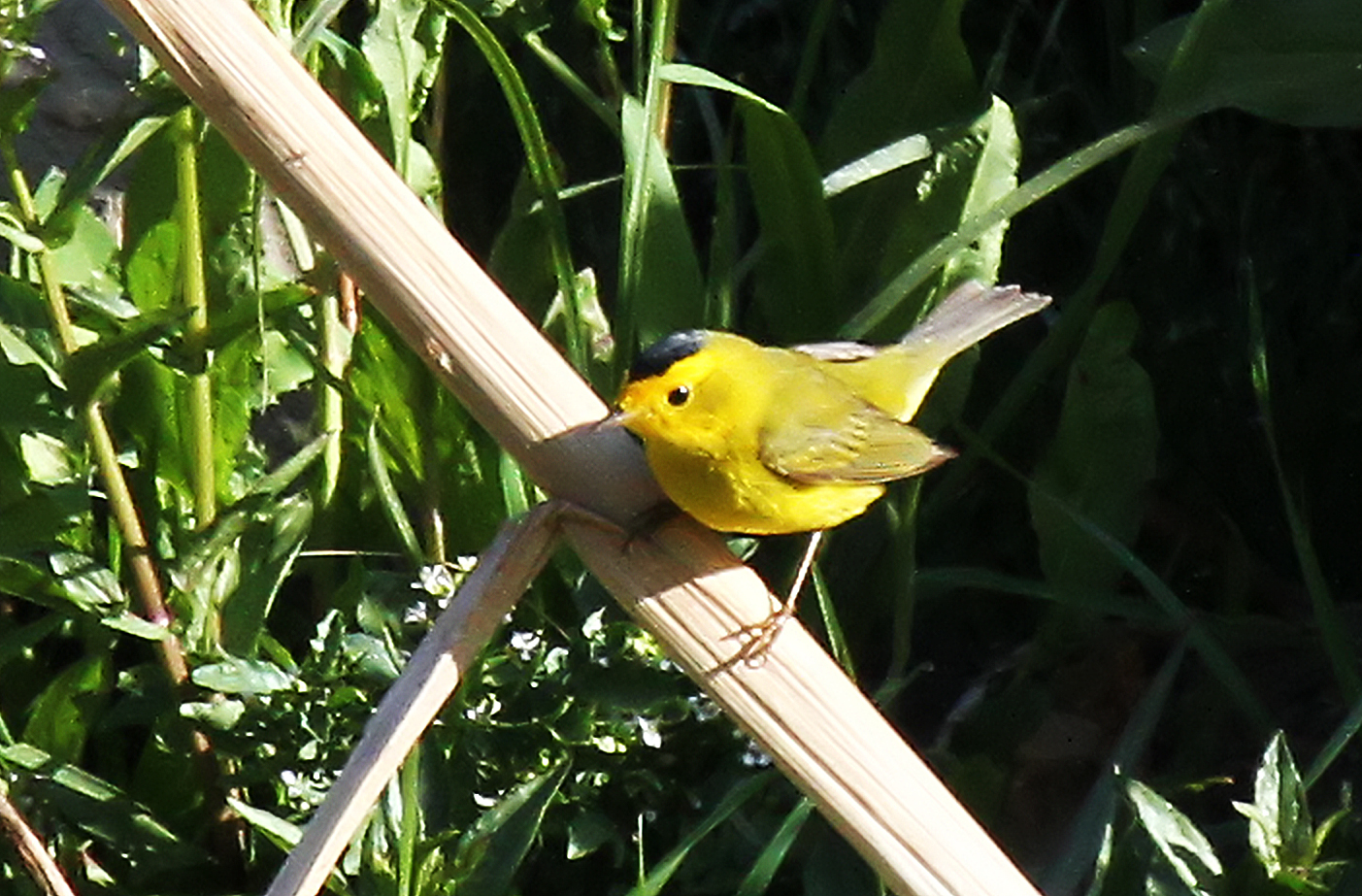 Wilson's Warbler Wilson's Warbler