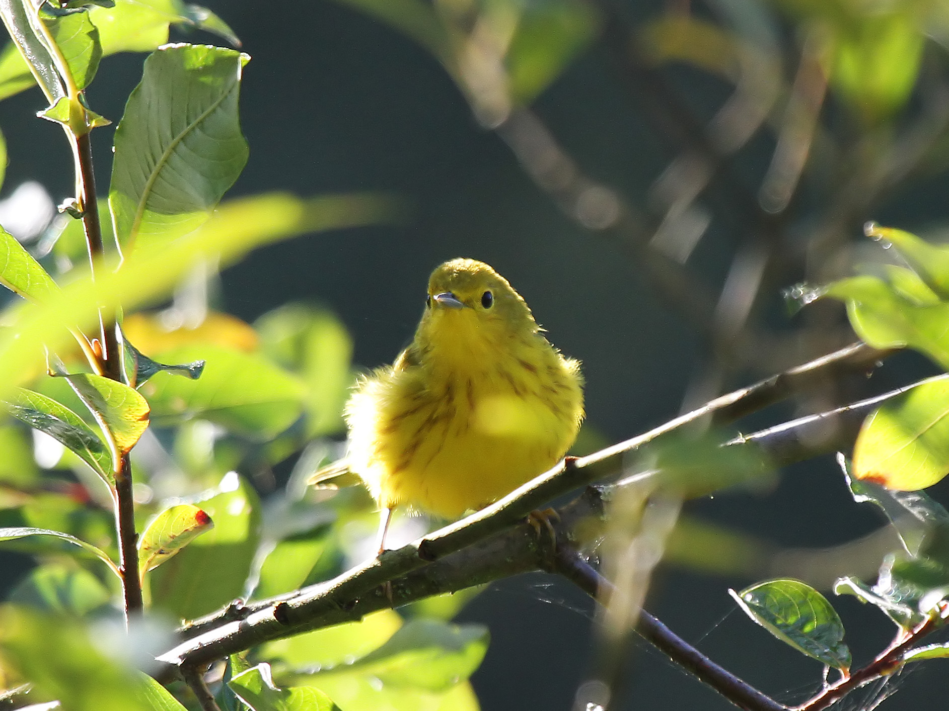 Yellow Warbler A close up of a the front of a Roadrunner bird.