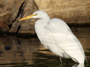 Great Egret