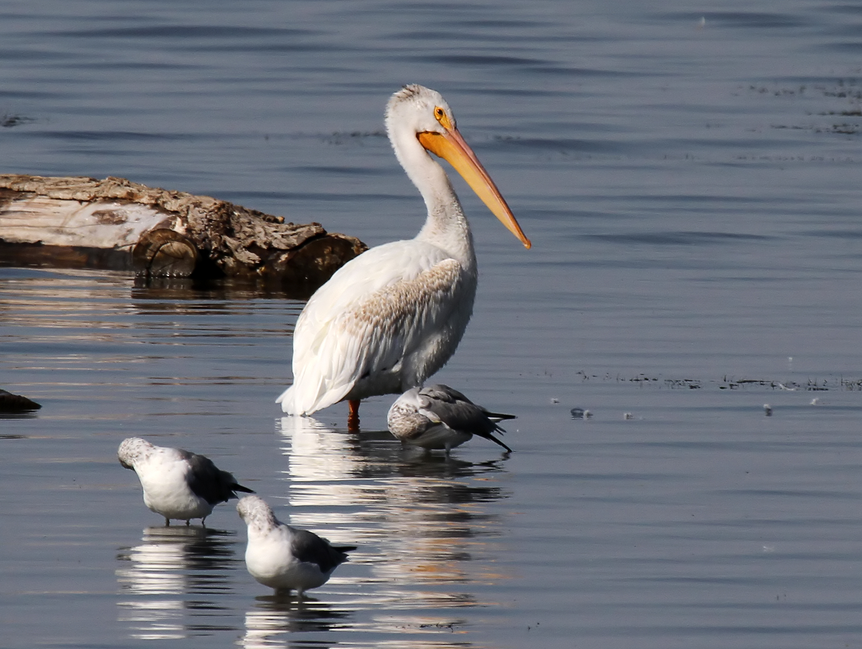 American White Pelican C7D_93098 Calif Gnatcatcher