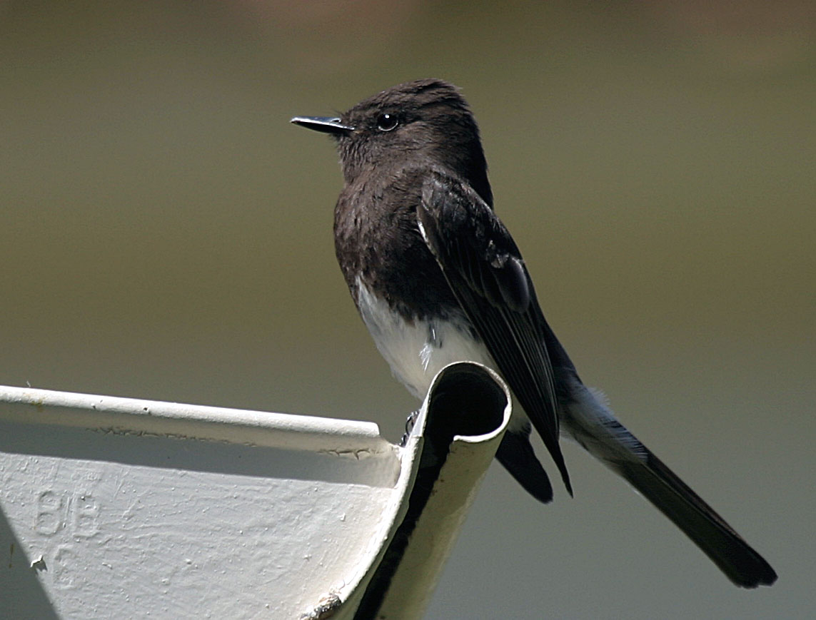 Black Phoebe Calif Gnatcatcher