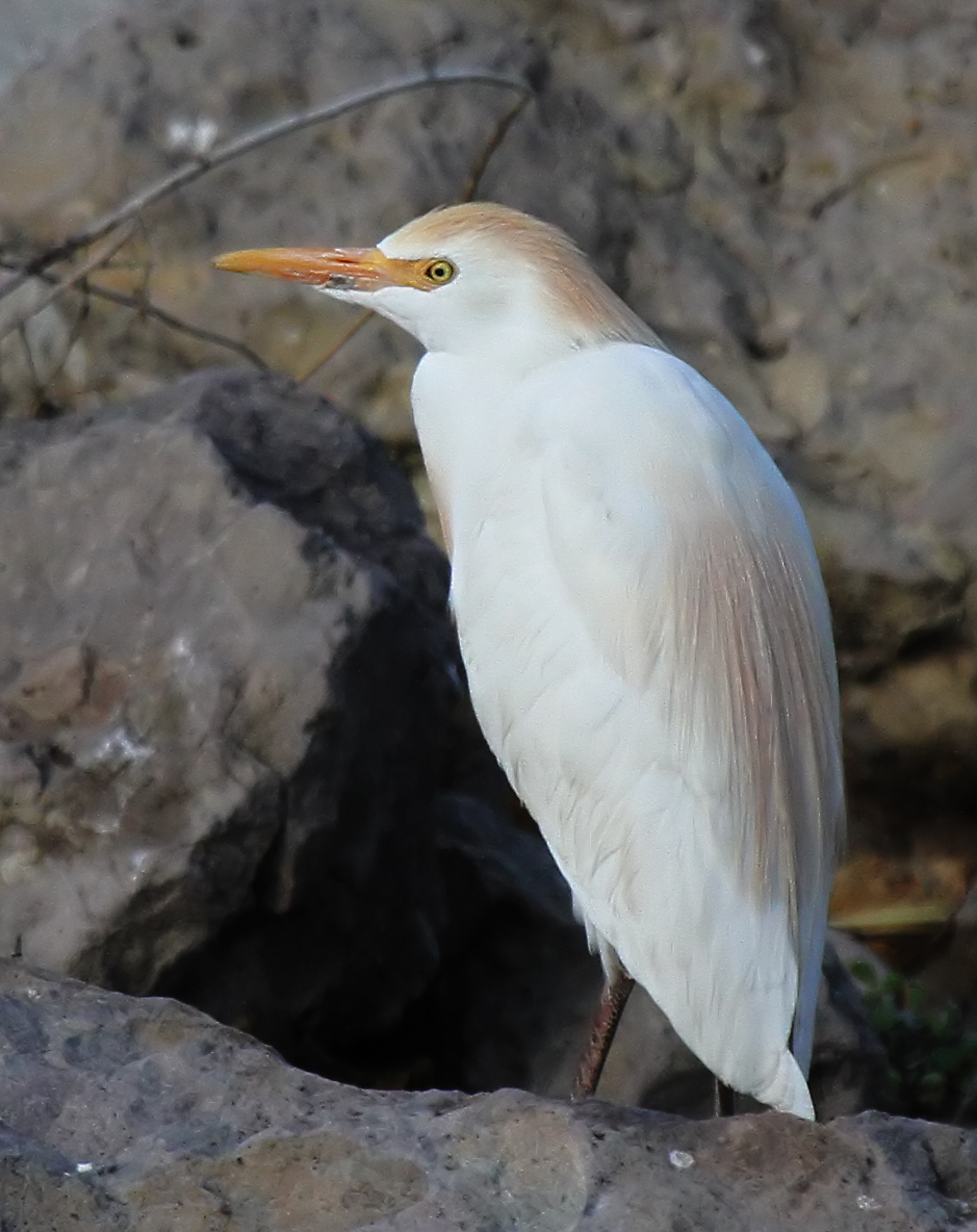Cattle Egret_1_C7D_70657 Greater Roadrunner