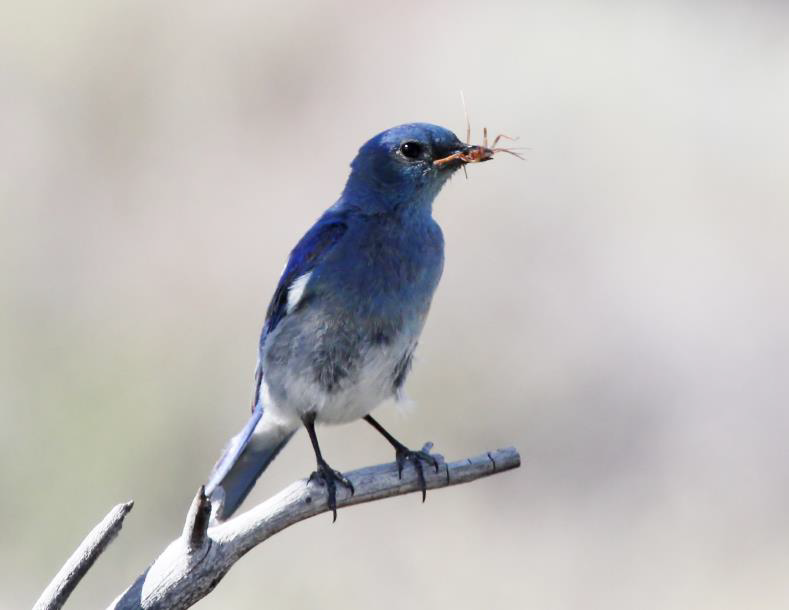 Mountain Bluebird Greater Roadrunner