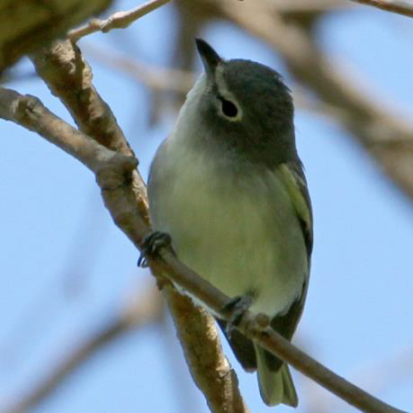 Plumbeous Vireo Greater Roadrunner