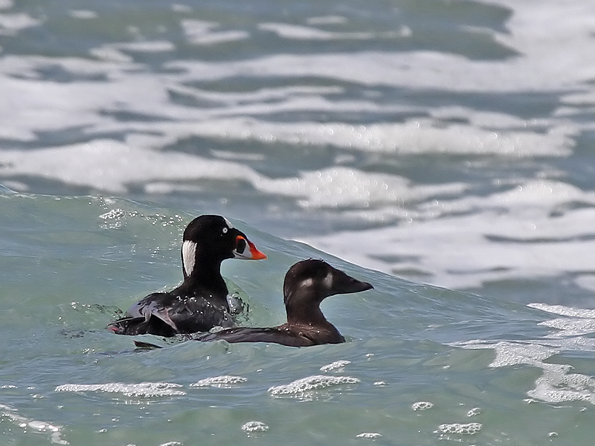Surf Scoter M&F crop C7D_42713 Greater Roadrunner