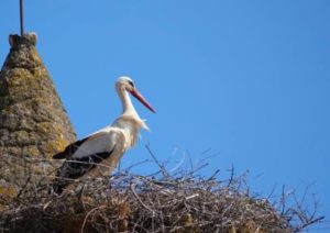 White Stork