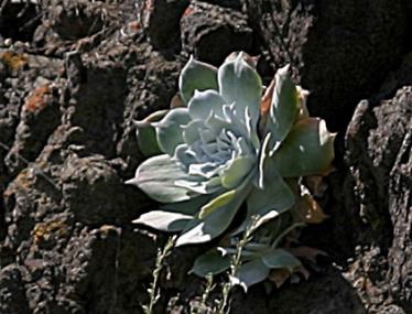 Chalk Dudleya