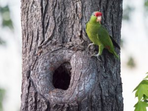 Amazon Parrot