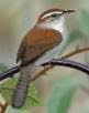 Bewick's Wren