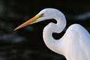 Great Egret