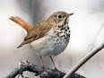 Hermit Thrush