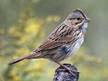 Lincoln's Sparrow