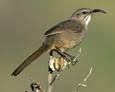 California Thrasher