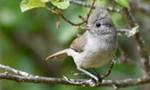 Oak Titmouse
