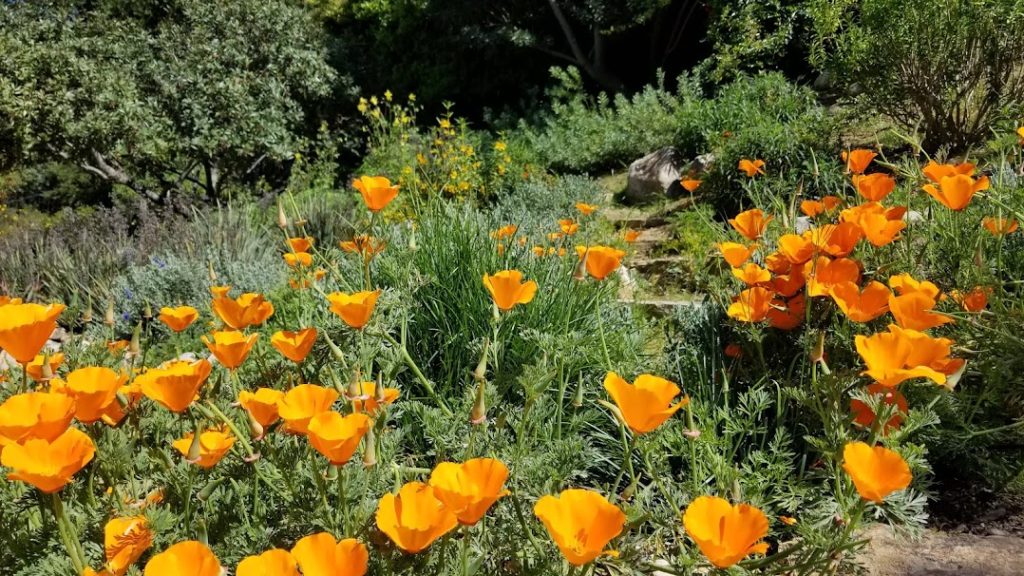 Bird-Friendly Garden