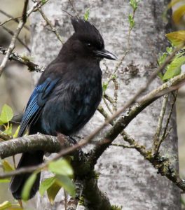 Steller's Jay