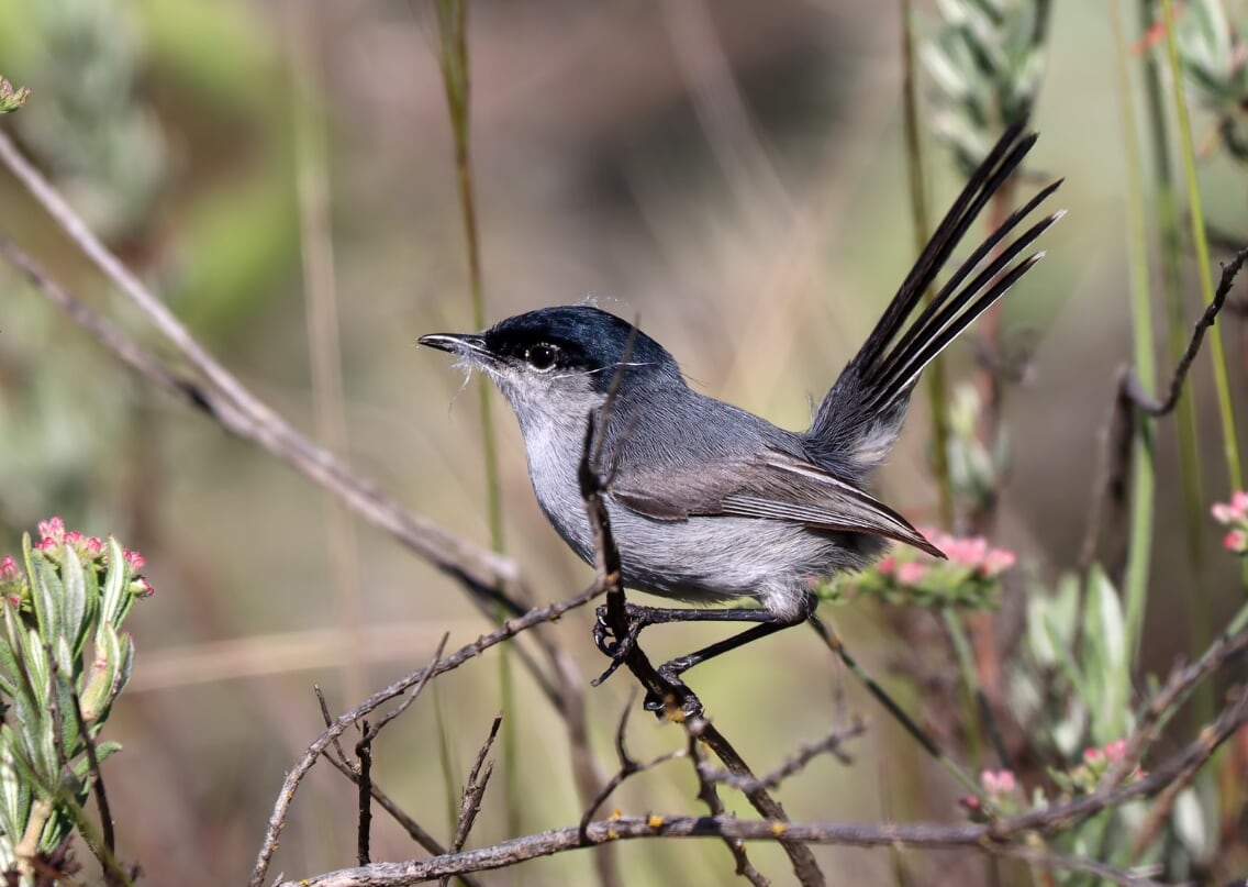 California-Gnatcatcher-male-M6ii_16665 Calif Gnatcatcher