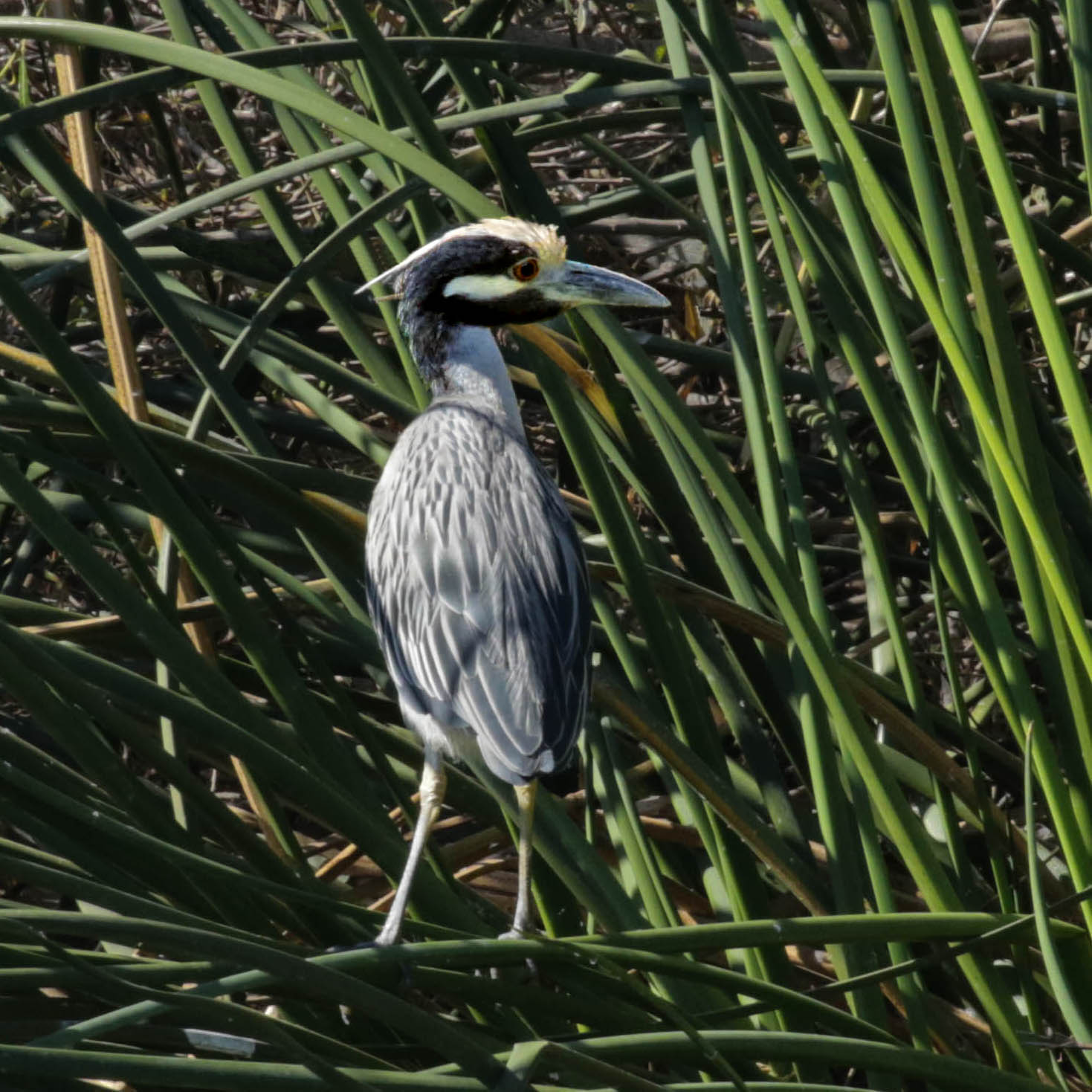 Yellow-crown ck Yellow-crowned Night-Heron
