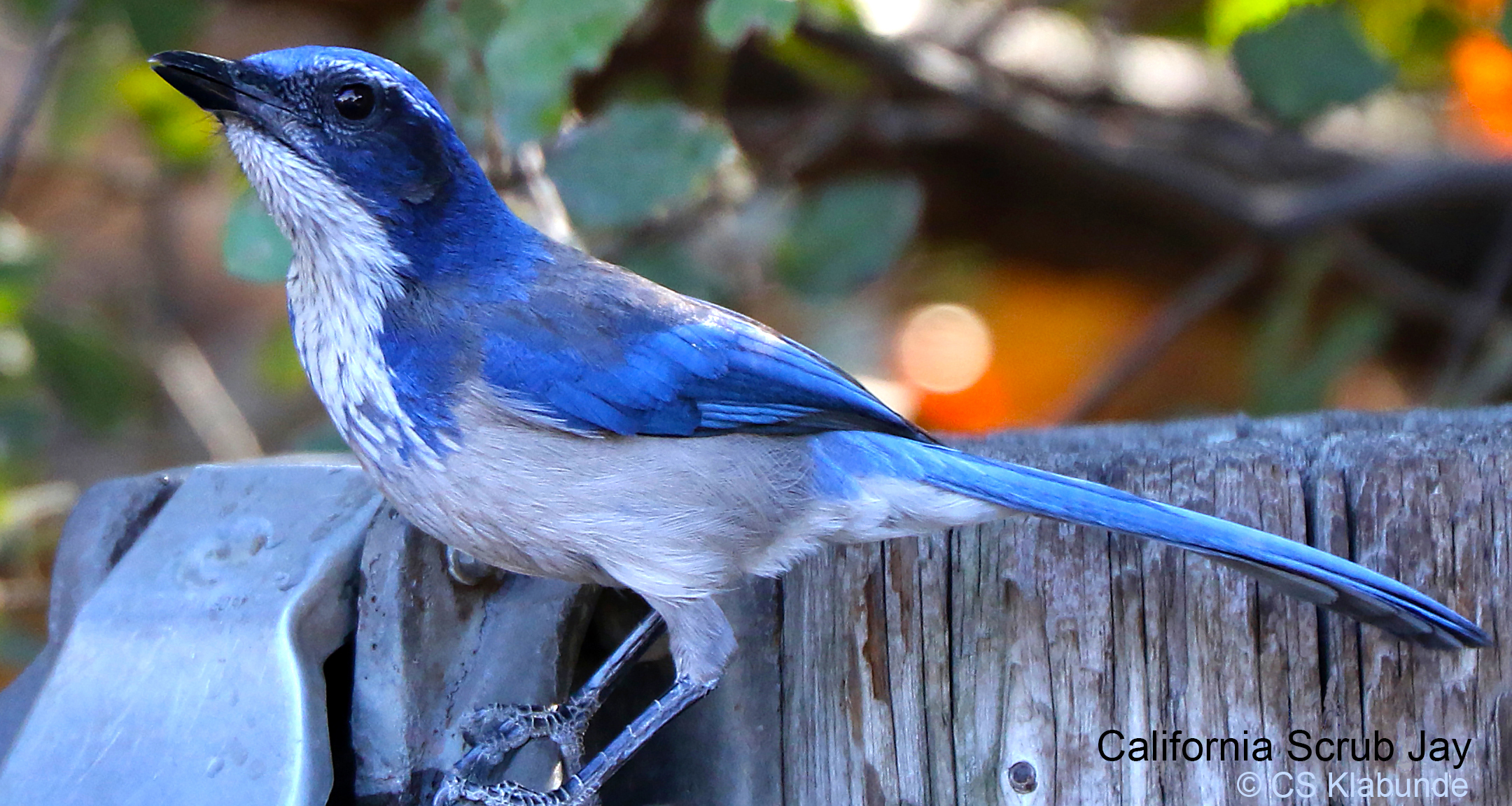 Scrub-Jay, California 20,12 5 California Towhee