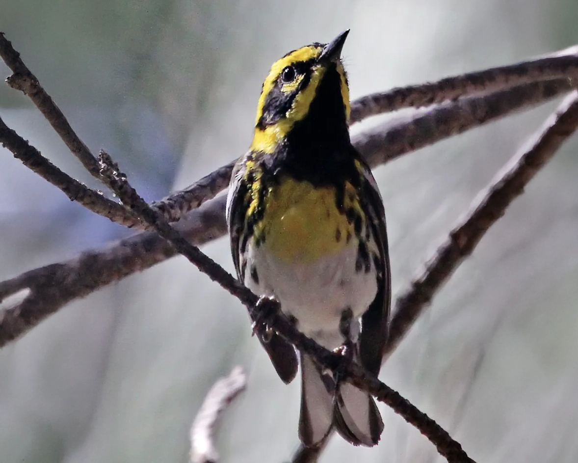 Townsends-Warbler-4x5-C7D_69058 Wilson's Warbler