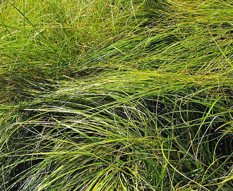 Clustered Field Sedge2 Clustered Field Sage