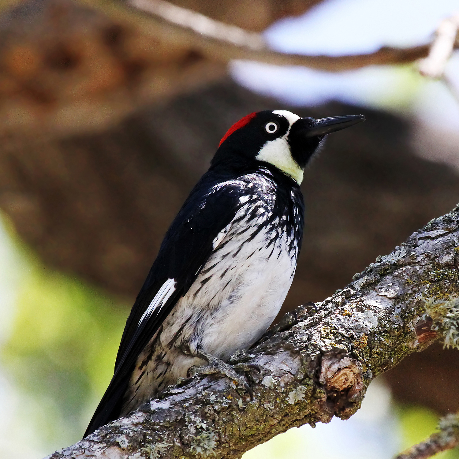 A black acorn woodpecker with a red spot on top of it's head sits on a branch looking to the side with a tree blurred out behind it.