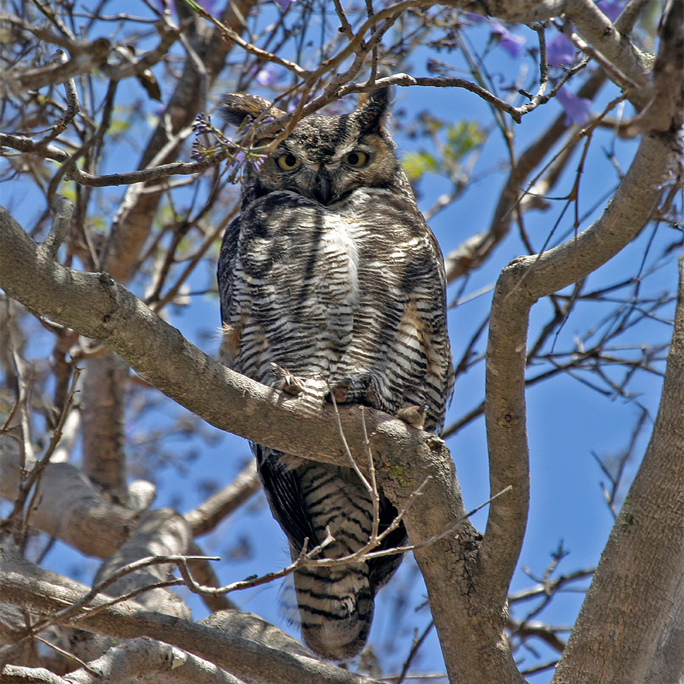 A Great Horned Owl sits on a branch surrounded by smaller branches with a blue sky peeking through behind it.