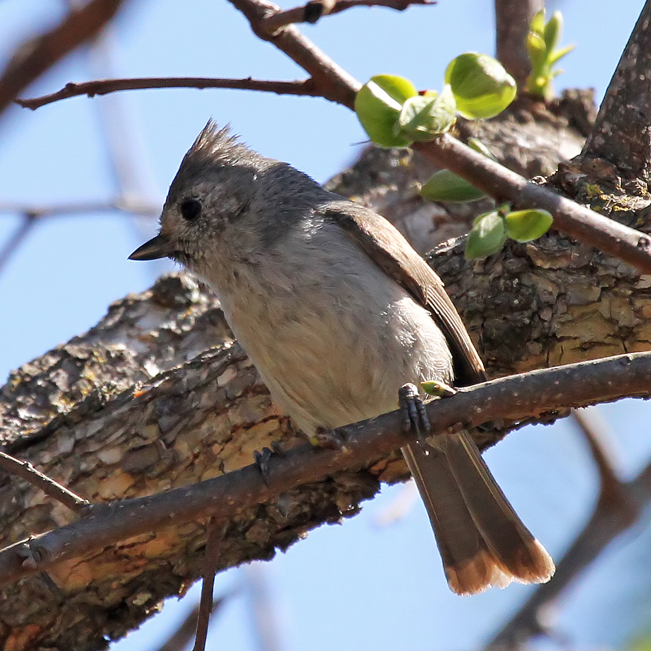An Oak Titmouse sits on a tree branch with a larger branch and leaves behind it.