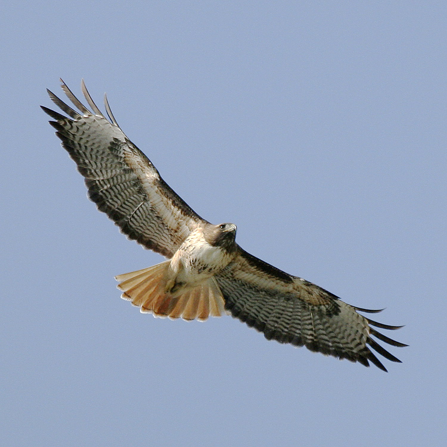 A Red-tailed Hawk flies against a blue sky with it's wings wide open.