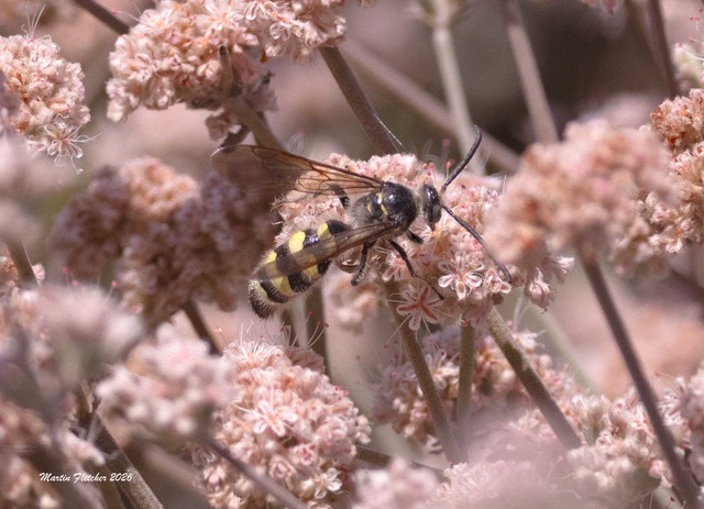 A Toltec Scoliid Wasp hovers over dusty pink flowers at Heritage Park in Thousand Oaks, California.