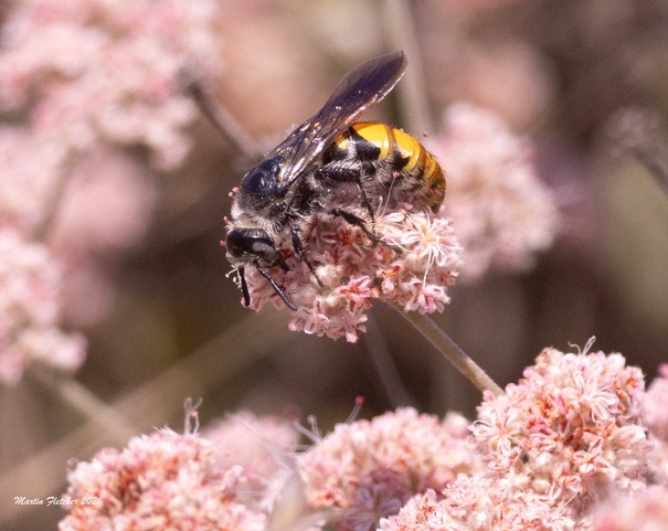 A Toltec Scoliid Wasp sits on top of dusty pink flowers at Heritage Park in Thousand Oaks, California.