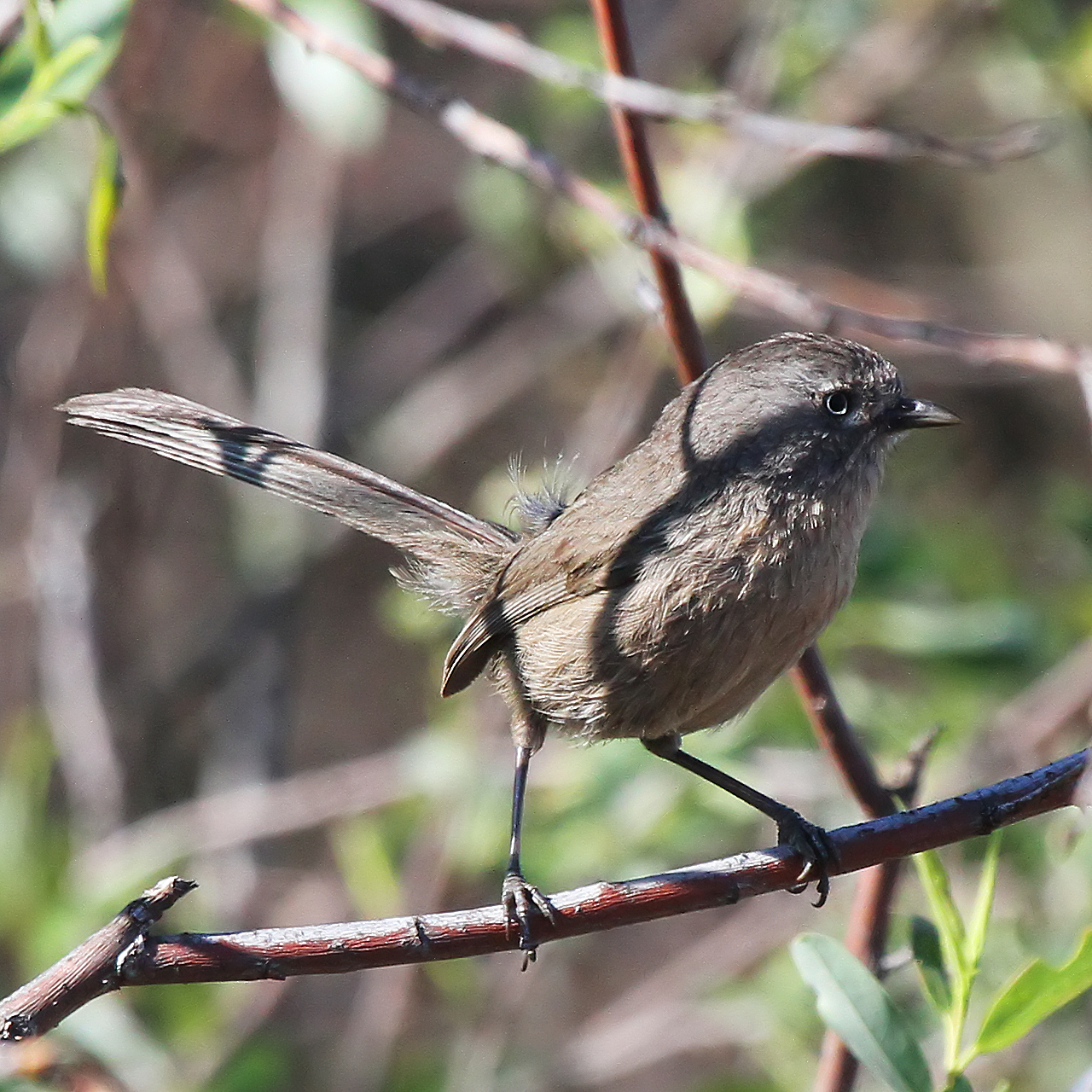 A brown wrentit bird stand on a small twig branch with leaves and other branches in the background.