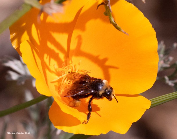 A yellow faced bumblebee sits in the center of a California Poppy flower at Heritage Park in Thousand Oaks, California.